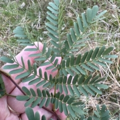 Acacia rubida at Yarralumla, ACT - 26 Aug 2023 04:12 PM