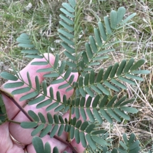 Acacia rubida at Yarralumla, ACT - 26 Aug 2023