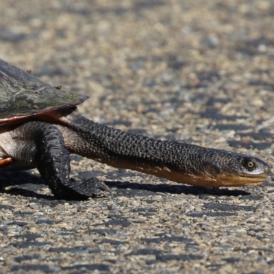 Chelodina longicollis (Eastern Long-necked Turtle) at Fyshwick, ACT - 25 Aug 2023 by RodDeb