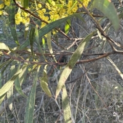 Acacia rubida (Red-stemmed Wattle, Red-leaved Wattle) at Belconnen, ACT - 26 Aug 2023 by lbradley