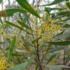 Acacia obtusata (Blunt-leaf Wattle) at Nadgigomar Nature Reserve - 7 Jun 2023 by RobG1