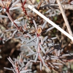 Gompholobium minus (Dwarf Wedge Pea) at Nadgigomar Nature Reserve - 7 Jun 2023 by RobG1