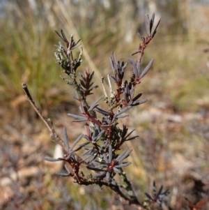 Gompholobium minus at Lower Borough, NSW - 7 Jun 2023