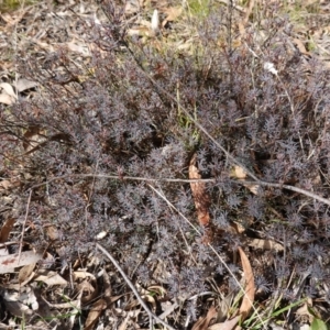 Gompholobium minus at Lower Borough, NSW - 7 Jun 2023