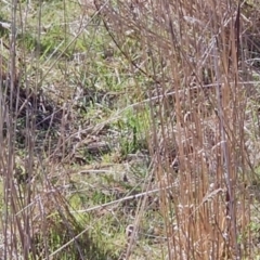 Synoicus ypsilophorus (Brown Quail) at Chapman, ACT - 26 Aug 2023 by BethanyDunne