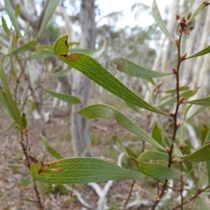 Hakea dactyloides at Lower Borough, NSW - 7 Jun 2023 11:57 AM