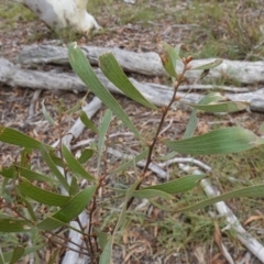 Hakea dactyloides at Lower Borough, NSW - 7 Jun 2023