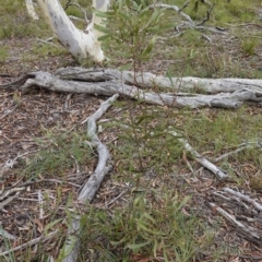 Hakea dactyloides at Lower Borough, NSW - 7 Jun 2023