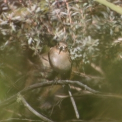 Petroica phoenicea (Flame Robin) at Mongarlowe River - 26 Aug 2023 by LisaH