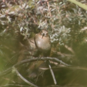 Petroica phoenicea at Charleys Forest, NSW - suppressed