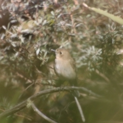 Petroica phoenicea at Charleys Forest, NSW - suppressed