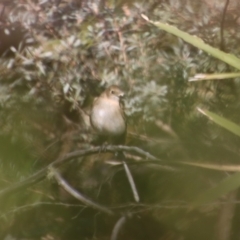 Petroica phoenicea at Charleys Forest, NSW - 26 Aug 2023