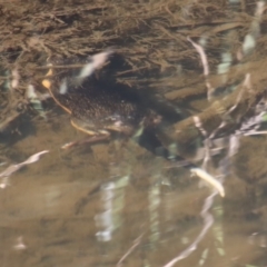 Hydromys chrysogaster (Rakali or Water Rat) at Mongarlowe River - 26 Aug 2023 by LisaH