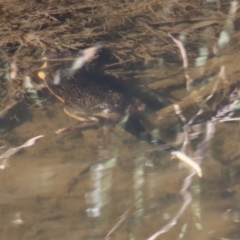 Hydromys chrysogaster (Rakali or Water Rat) at QPRC LGA - 26 Aug 2023 by LisaH