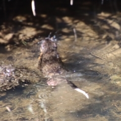 Hydromys chrysogaster at Charleys Forest, NSW - suppressed