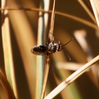 Lasioglossum (Homalictus) sp. (genus & subgenus) at  - suppressed by LisaH