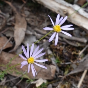 Brachyscome rigidula at Lower Borough, NSW - 7 Jun 2023