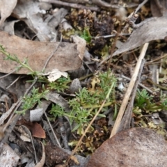 Brachyscome rigidula at Lower Borough, NSW - 7 Jun 2023