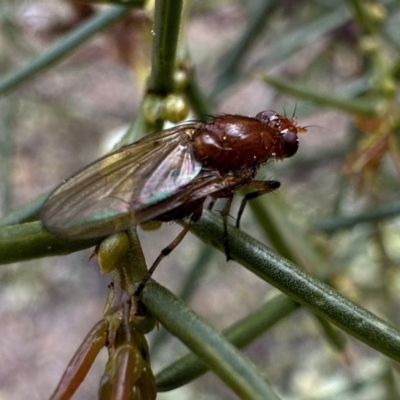 Tapeigaster annulipes at Canberra Central, ACT - 25 Aug 2023 by Pirom