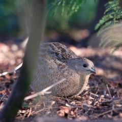 Synoicus ypsilophorus (Brown Quail) at Goorooyarroo NR (ACT) - 26 Aug 2023 by KaleenBruce