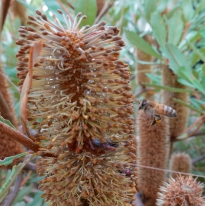 Banksia paludosa (Swamp Banksia) at Lower Borough, NSW - 7 Jun 2023 by RobG1