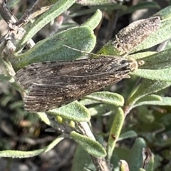 Nomophila corticalis (A Crambid moth (Spilomelinae) at Canberra Central, ACT - 25 Aug 2023 by Pirom