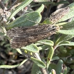 Scoparia (genus) at Canberra Central, ACT - 25 Aug 2023 by Pirom