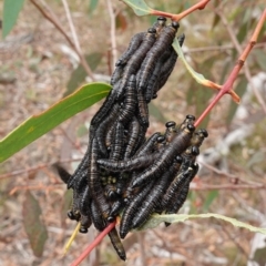 Perginae sp. (subfamily) (Unidentified pergine sawfly) at Goulburn Mulwaree Council - 7 Jun 2023 by RobG1