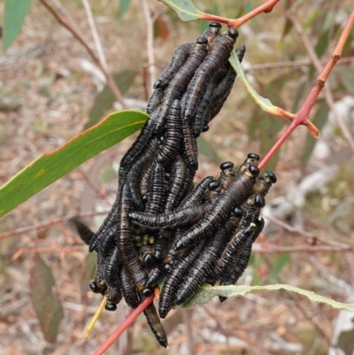 Perginae sp. (subfamily) (Unidentified pergine sawfly) at Goulburn Mulwaree Council - 7 Jun 2023 by RobG1