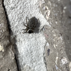 Maratus griseus at Casey, ACT - 26 Aug 2023