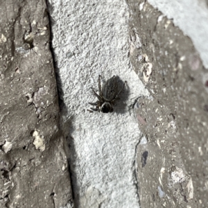 Maratus griseus at Casey, ACT - 26 Aug 2023