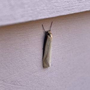 Philobota (genus) at Casey, ACT - 26 Aug 2023