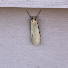 Philobota (genus) at Casey, ACT - 26 Aug 2023