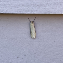 Philobota (genus) at Casey, ACT - 26 Aug 2023