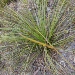 Xanthorrhoea concava at Lower Borough, NSW - 7 Jun 2023