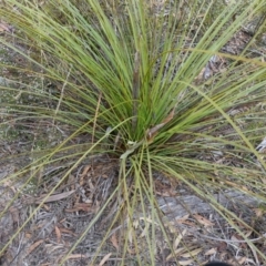 Xanthorrhoea concava at Lower Borough, NSW - 7 Jun 2023