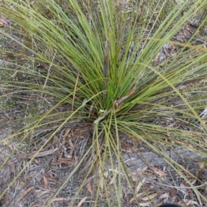 Xanthorrhoea concava at Lower Borough, NSW - suppressed