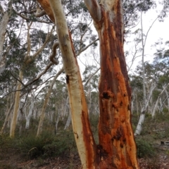 Eucalyptus rossii (Inland Scribbly Gum) at Lower Borough, NSW - 7 Jun 2023 by RobG1