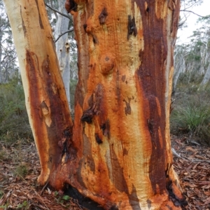 Eucalyptus rossii at Nadgigomar Nature Reserve - 7 Jun 2023