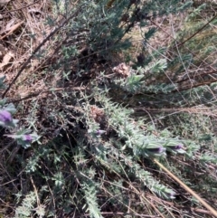 Lavandula stoechas (Spanish Lavender or Topped Lavender) at O'Connor Ridge to Gungahlin Grasslands - 26 Aug 2023 by Rosie