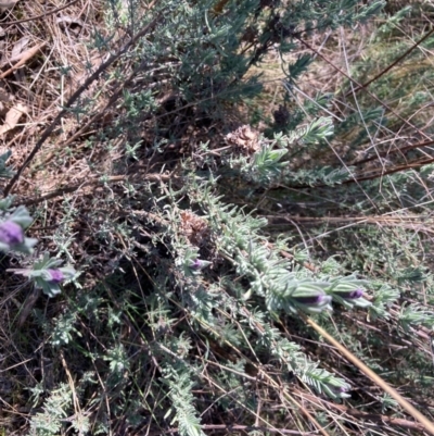 Lavandula stoechas (Spanish Lavender or Topped Lavender) at Lyneham, ACT - 26 Aug 2023 by Rosie