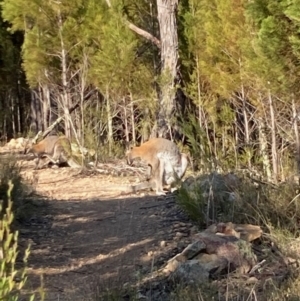 Notamacropus rufogriseus at Strathnairn, ACT - 23 Aug 2023