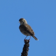 Anthus australis (Australian Pipit) at Molonglo River Reserve - 20 Aug 2023 by Steve_Bok