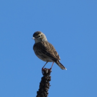 Anthus australis (Australian Pipit) at Whitlam, ACT - 20 Aug 2023 by Steve_Bok