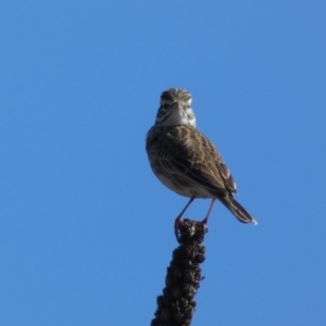 Anthus australis at Whitlam, ACT - 20 Aug 2023