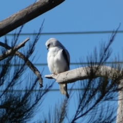 Elanus axillaris (Black-shouldered Kite) at Molonglo River Reserve - 20 Aug 2023 by Steve_Bok