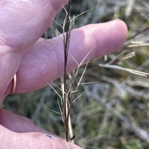 Aristida ramosa at Cook, ACT - 26 Aug 2023 02:46 PM