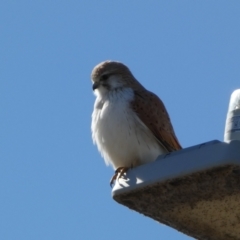 Falco cenchroides (Nankeen Kestrel) at Whitlam, ACT - 20 Aug 2023 by Steve_Bok