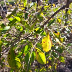 Ligustrum sinense (Narrow-leaf Privet, Chinese Privet) at Majura, ACT - 26 Aug 2023 by abread111