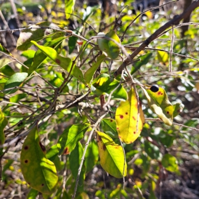 Ligustrum sinense (Narrow-leaf Privet, Chinese Privet) at Majura, ACT - 26 Aug 2023 by abread111